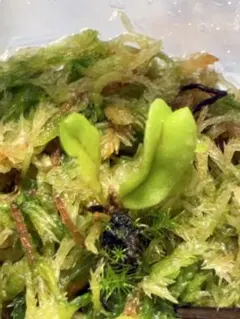 セファロタス ハマーズジャイアント 食虫植物 【匿名配送】 - メルカリ