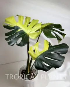 J967Monstera Lemon Limeモンステラレモンライム TC株 - メルカリ