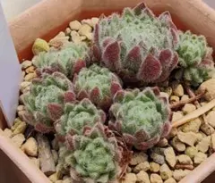 Ｂｉｎｇ　Ｃｒｏｓｂｙ ポットの苗全部　Sempervivum　センペルビブムのサムネイル