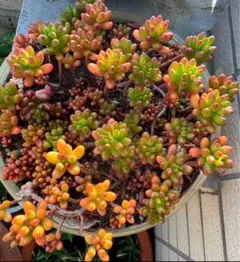 多肉植物 虹の玉 カット苗 4本 おまけ付き