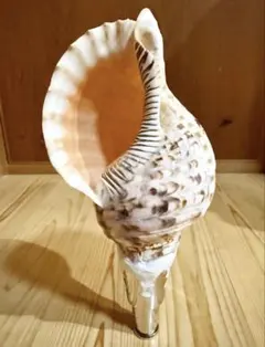 2025年最新】法螺貝の人気アイテム - メルカリ