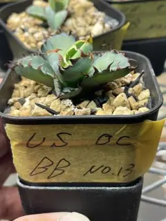 クルクル様 リクエスト 2点 まとめ商品