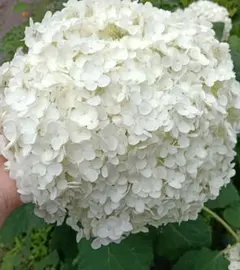 紫陽花アナベル挿し穂 3本 - メルカリ