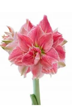 2026年最新】マジックアマリリスの人気アイテム - メルカリ