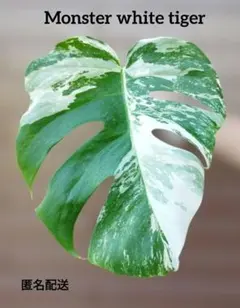 MONSTERA DEVILMONSTERモンステラ デビルモンスター　ボトム茎 MONSTERA DEVILMONSTERモンステラ デビルモンスター ボトム茎 - メルカリ