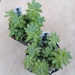 多肉植物 韓国苗 花団錦 ① 多肉植物 韓国苗 花団錦 ①