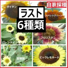 【ラスト】ひまわりの種6種類のサムネイル