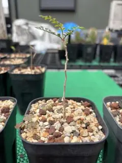食虫植物 ハエトリソウ 大狼 子株 - メルカリ