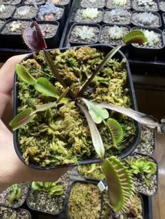 ハエトリソウ Ohtarako 鉢植えのまま発送 まとめ買い送料分割引 - メルカリ