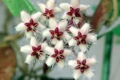 2026年最新】希少なホヤ植物の人気アイテム - メルカリ