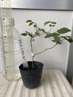 バラ苗　バラ挿し木苗　アブラハム　ERのサムネイル