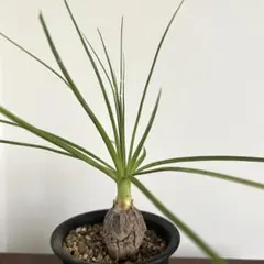 ボーカルネアグラキリス　大株　発根済 2025年最新】ボーカルネアグラキリスの人気アイテム - メルカリ