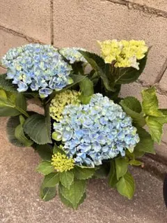 アジサイ　マジカルレボリューション　鉢植えのサムネイル