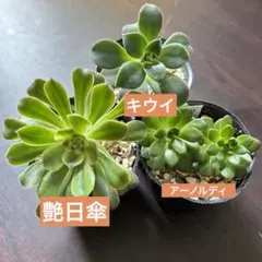 多肉植物　アエオニウム三種セット