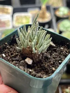 2026年最新】AVONIAの人気アイテム - メルカリ