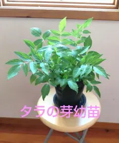 タラの木 幼苗のサムネイル