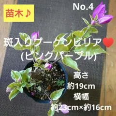 ブーゲンビリア　オレンジ斑入り　希少　No10　らくらくメルカリ便発送‼️ ブーゲンビリア オレンジ斑入り 希少 No10 らくらくメルカリ便