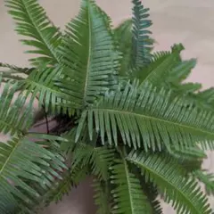 山シダ20枚以上（ドライリーフ　ドライフラワー　花材　アレンジメント）