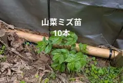 山菜 ミズ 600g 新潟県産 採れたて新鮮発送 - メルカリ