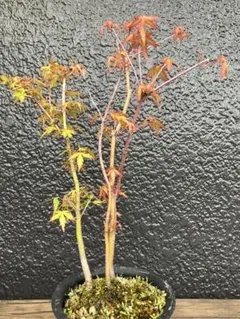 モミジ 浮雲錦｜オオモミジ系 H30cm前後 もみじ 紅葉 カエデ 鉢植え