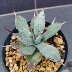 Agave 白鯨 極上 LED管理 スーパーボール中株 - メルカリ
