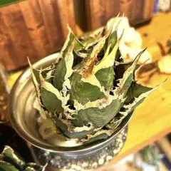 2026年最新】海王 アガベの人気アイテム - メルカリ