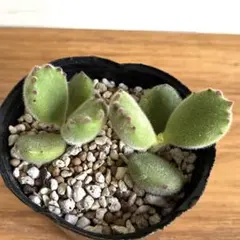 ジャイアントラビット♡ 抜き苗 カランコエ 多肉植物 可愛い♡ - メルカリ