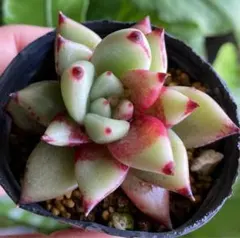 多肉植物 ミックスベリア 赤鬼 抜き苗 おらいさん苗 青札 - メルカリ