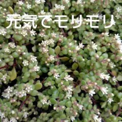 多肉植物　ブロウメアナ　カット苗７４グラム