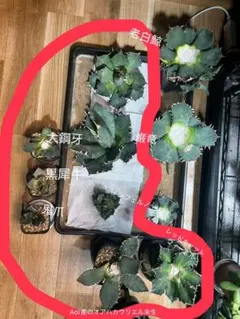 2025年最新】インフェルノ アガベの人気アイテム - メルカリ