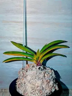 2025年最新】富貴蘭 朱天王の人気アイテム - メルカリ