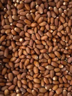 マテバシイ　ネコポスぎっしり入れます　虫対策済み