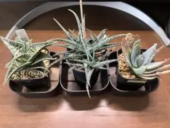訳ありアロエセットのサムネイル