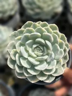Top【選抜株】多肉植物　264012ルシーナ　24個　鉢無し/脱土 Top【選抜株】多肉植物 264012ルシーナ 24個 鉢無し/脱土 - メルカリ