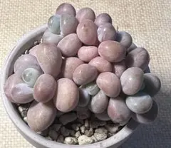 ミ*マ様 1104新入荷　絡神　エケベリア　多肉植物　撮影12月25日