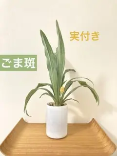 とらや フェーヴ 2022 雪の小草 フェーブ 虎屋 TORAYA - メルカリ