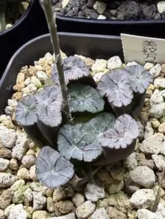 ハオルチア 万象 翡翠×美紋万象 採れたて種子14個