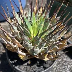 Agave horrida アガベ ホリダ 鉢植えのサムネイル