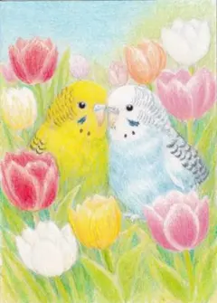 セキセイインコさん〔2L〕色鉛筆画