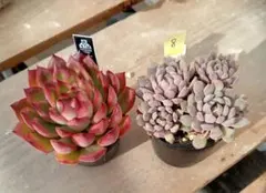 8.多肉植物　エケベリアセット　木染月　小人の渚　抜き苗