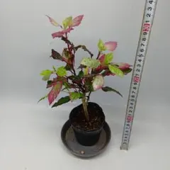 champ様 リクエスト 2点 まとめ商品