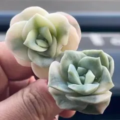 2苗　ラブリーローズ錦　2頭　白斑　多肉植物