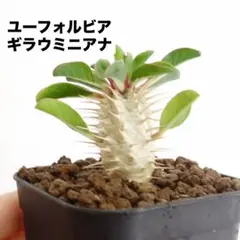 ユーフォルビア ギラウミニアナ 実生 塊根植物