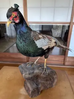 名品　剥製　キジ Yahoo!オークション - キジ 剥製