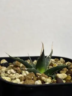 ポ*ン様 アガベ エボリスピナ実生 多肉植物 ⭐️超お得品⭐️在庫処分セーはル‼ 約2ヶ月前に投稿したエボリスピナ。 ほとんど成長してないですけど、棘