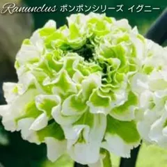 2025年最新】ラナンキュラスポンポンシリーズの人気アイテム - メルカリ