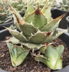 アガベ　超ぶつぶつ　親株出品　現物出品 アガベ 超ぶつぶつ 親株出品 現物出品 Yahoo!オークション -「アガベ