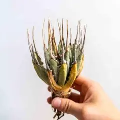 陽炎!!2.5〜3号サイズ】発根済・エボリスピナ③/鉢ごと発送 - メルカリ