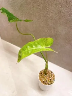 2025年最新】パライソヴェルデの人気アイテム - メルカリ