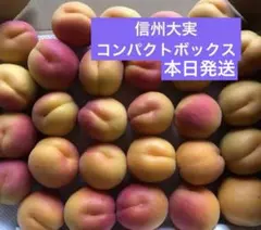 ■信州大実　1.1kg 信州産 あんず　杏　生あんず　アプリコットのサムネイル